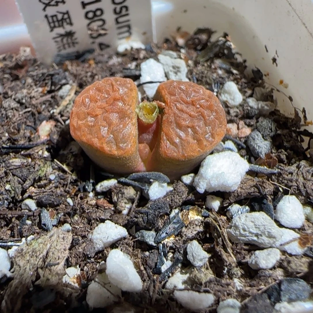 肉锥多肉植物组合-超级蛋糕1337