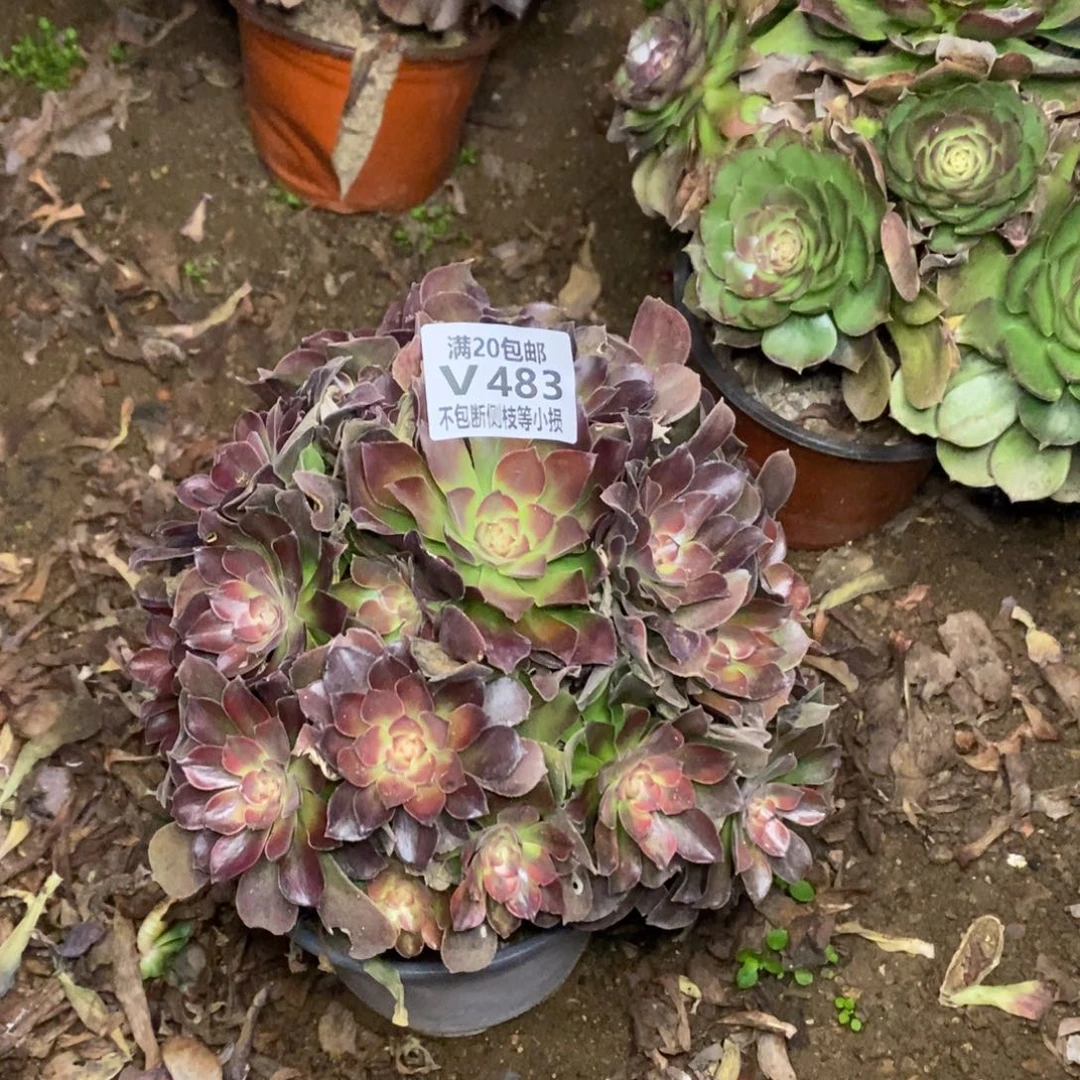 483雅典娜多肉法师锦