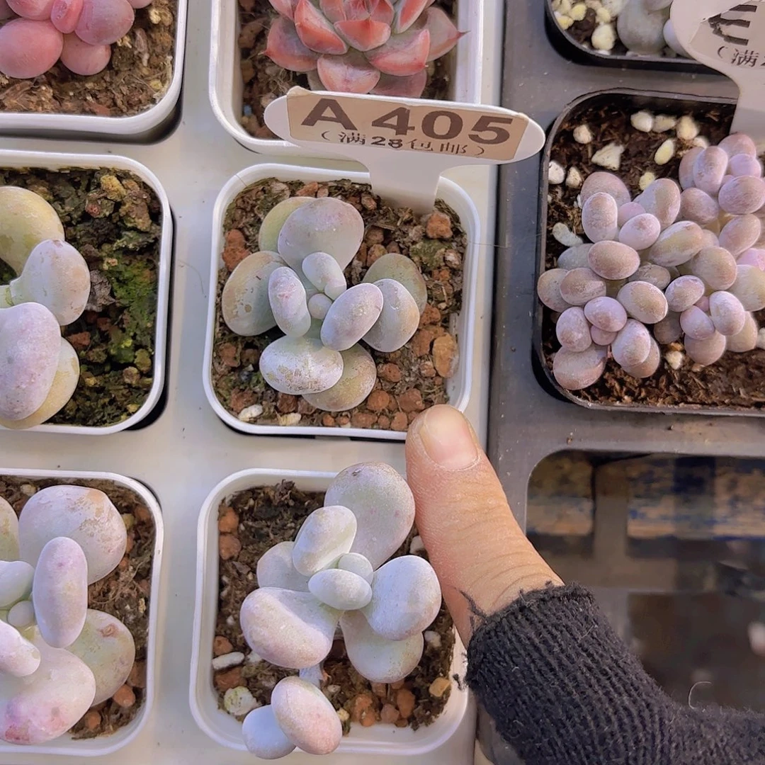 A405油煎丸子一物一拍