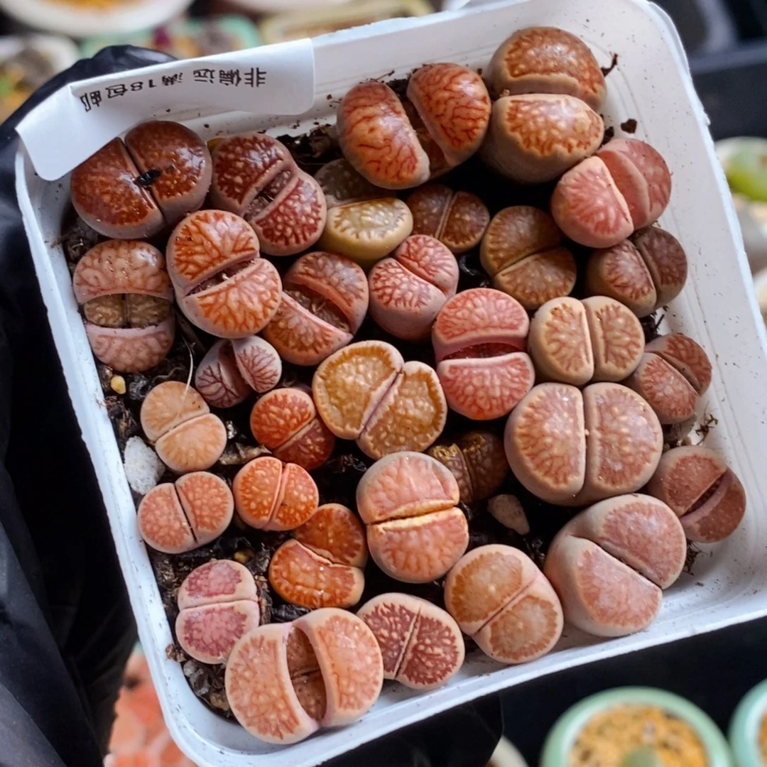 2173一物一拍带盆