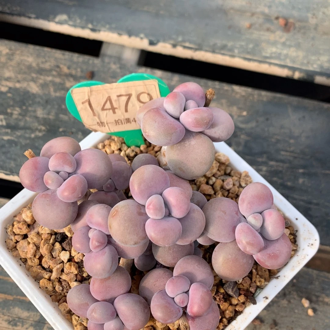 腰子蛋老桩开播福利1479