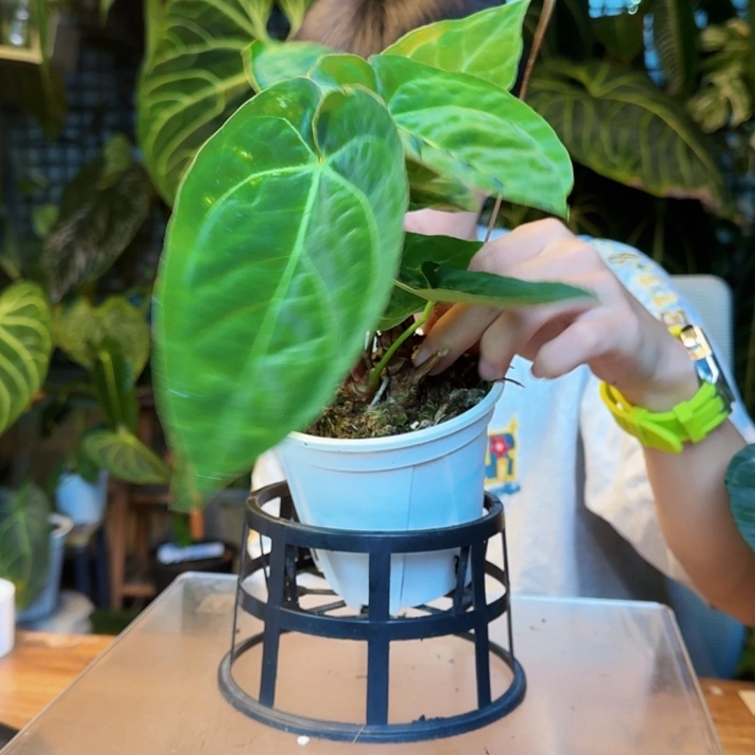 完全开放细脉水晶杂绿丝绒Y146