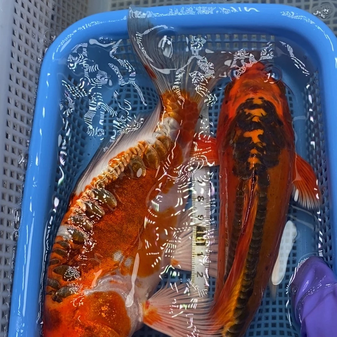 锦鲤冷水锦鲤包邮