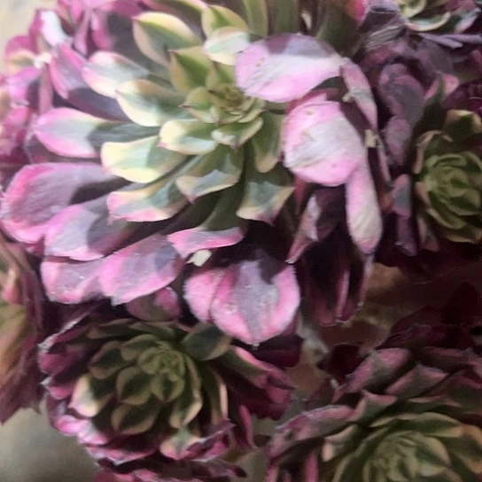 共同胡超白8.8米。35号