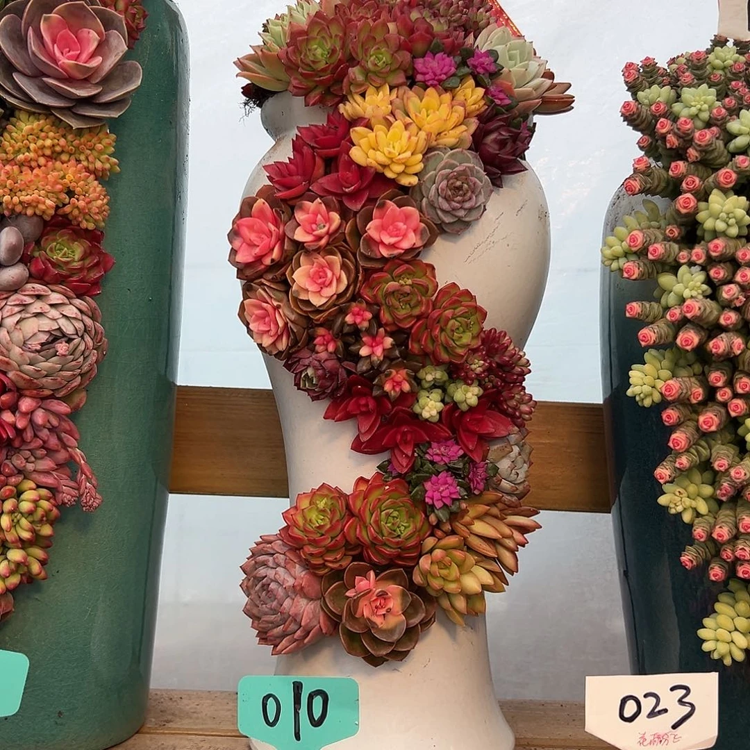 111龙凤花园多肉组合