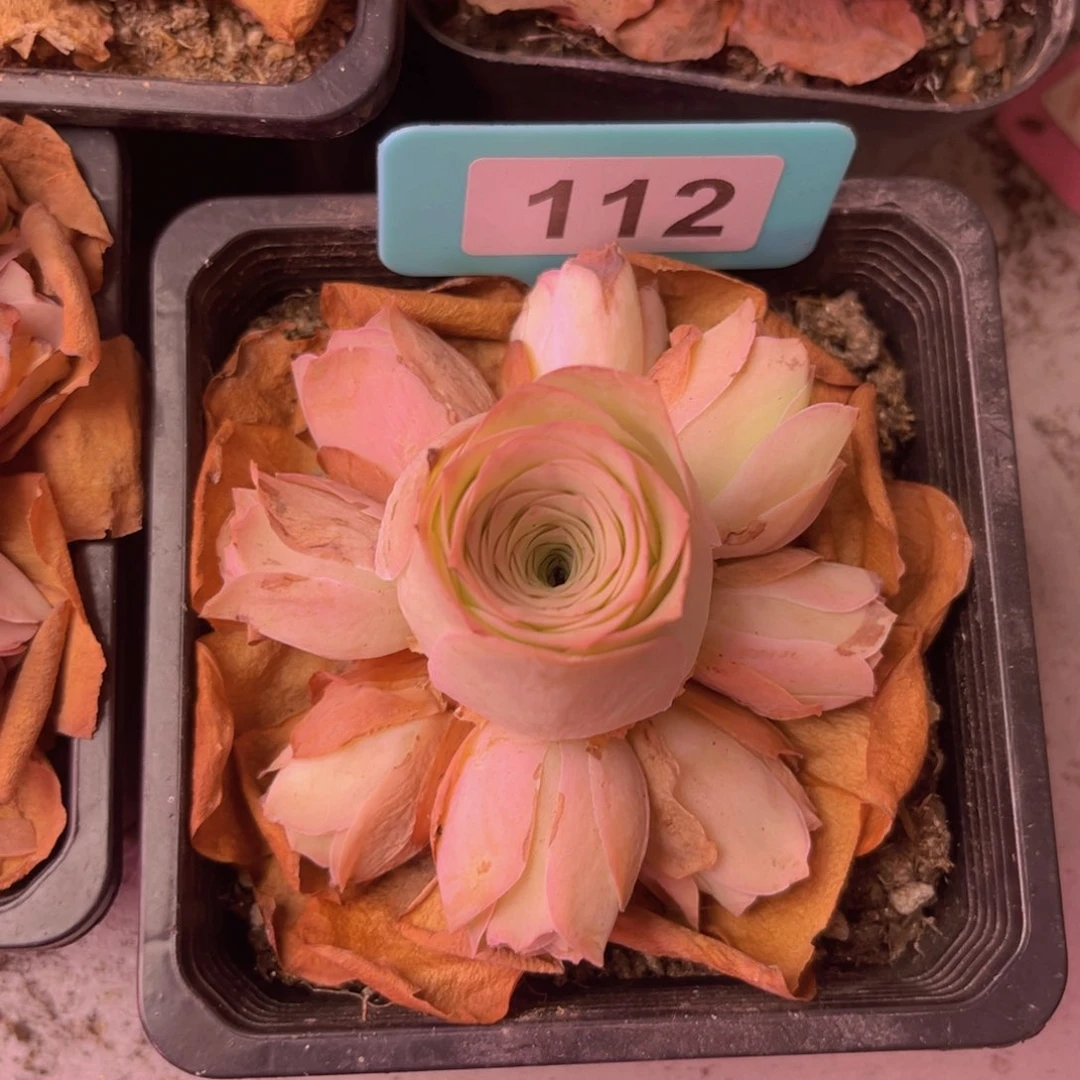 那*山地玫瑰一物一拍112