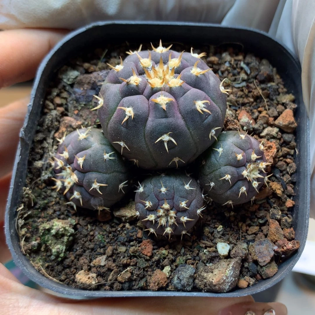 31号   实生 4头猫爪 盆口径7公分