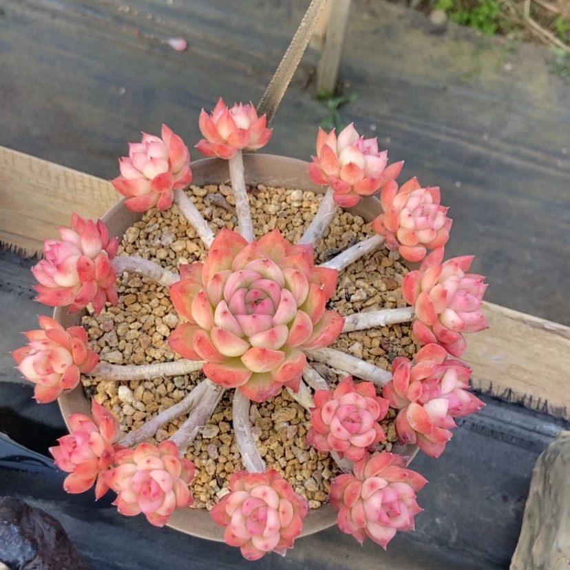 【闪购商品】瑞安娜