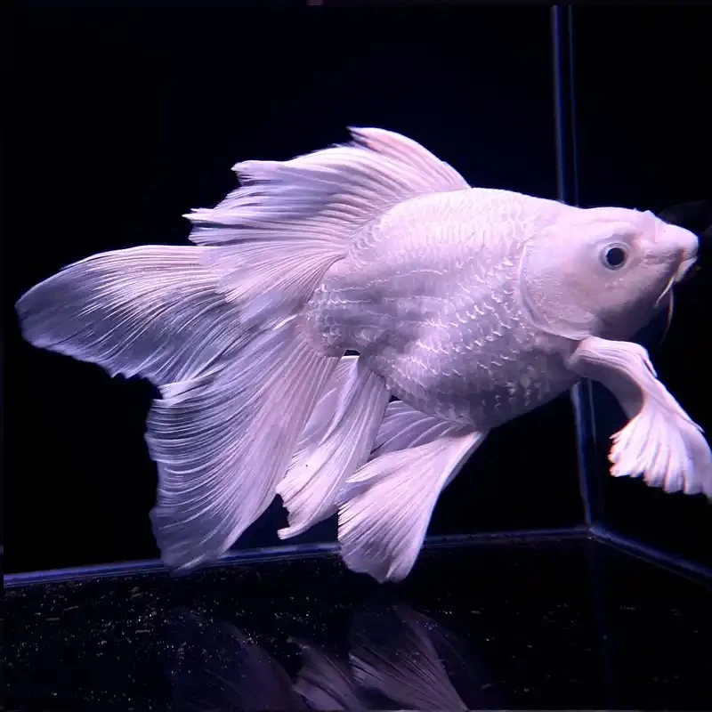 蝴蝶鲤大鳍大尾  漂逸