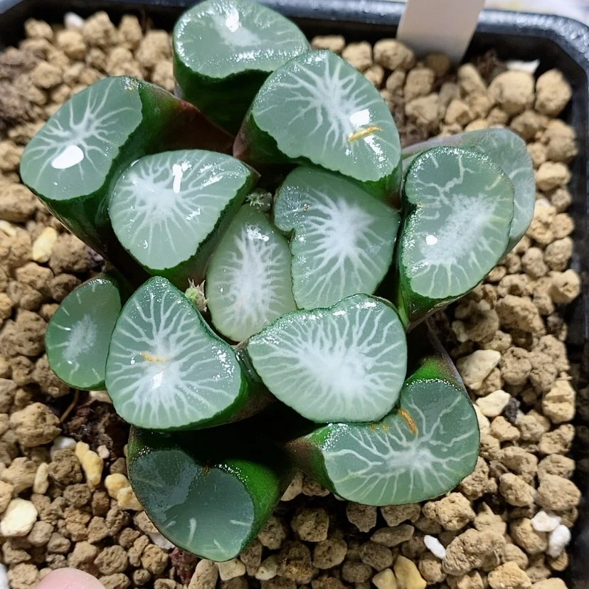 【闪购商品】115大宝