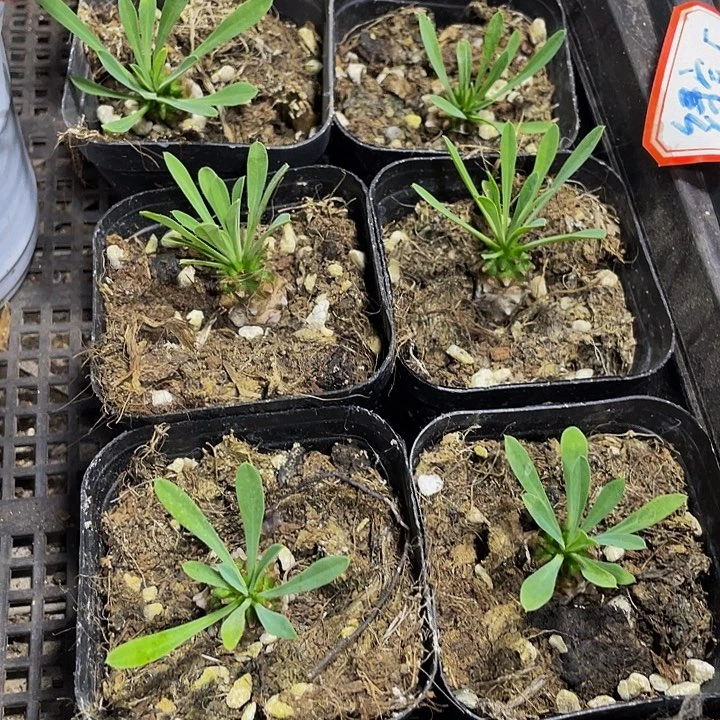 小菠萝带盆土发货