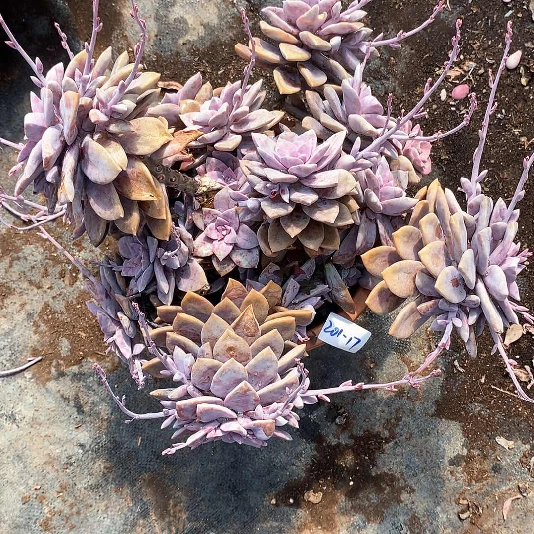 毛**团多肉植物华丽风车201-17（运费顺丰到付）