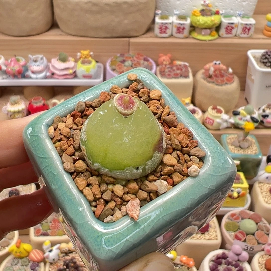 多肉植物172号灯泡