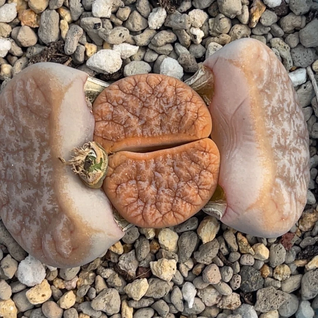 7112睫毛莲花纹拿铁母本一颗