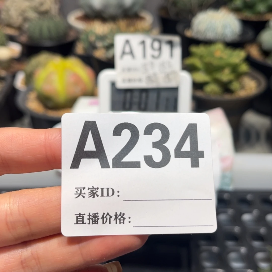 这***官实生仙人球特价一颗