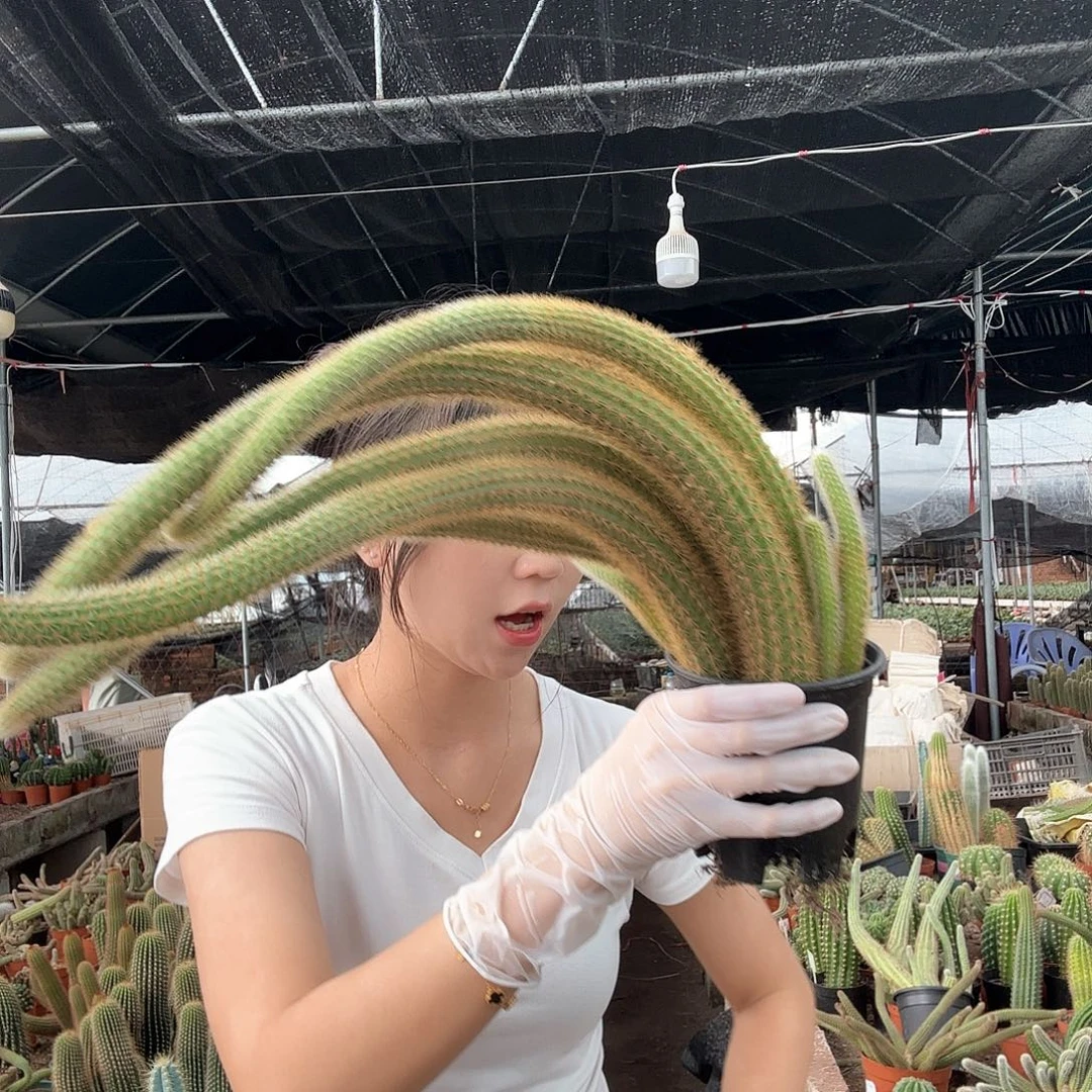 红水晶金妞超长版