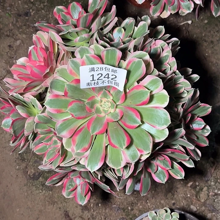 1242粉女郎多肉植物