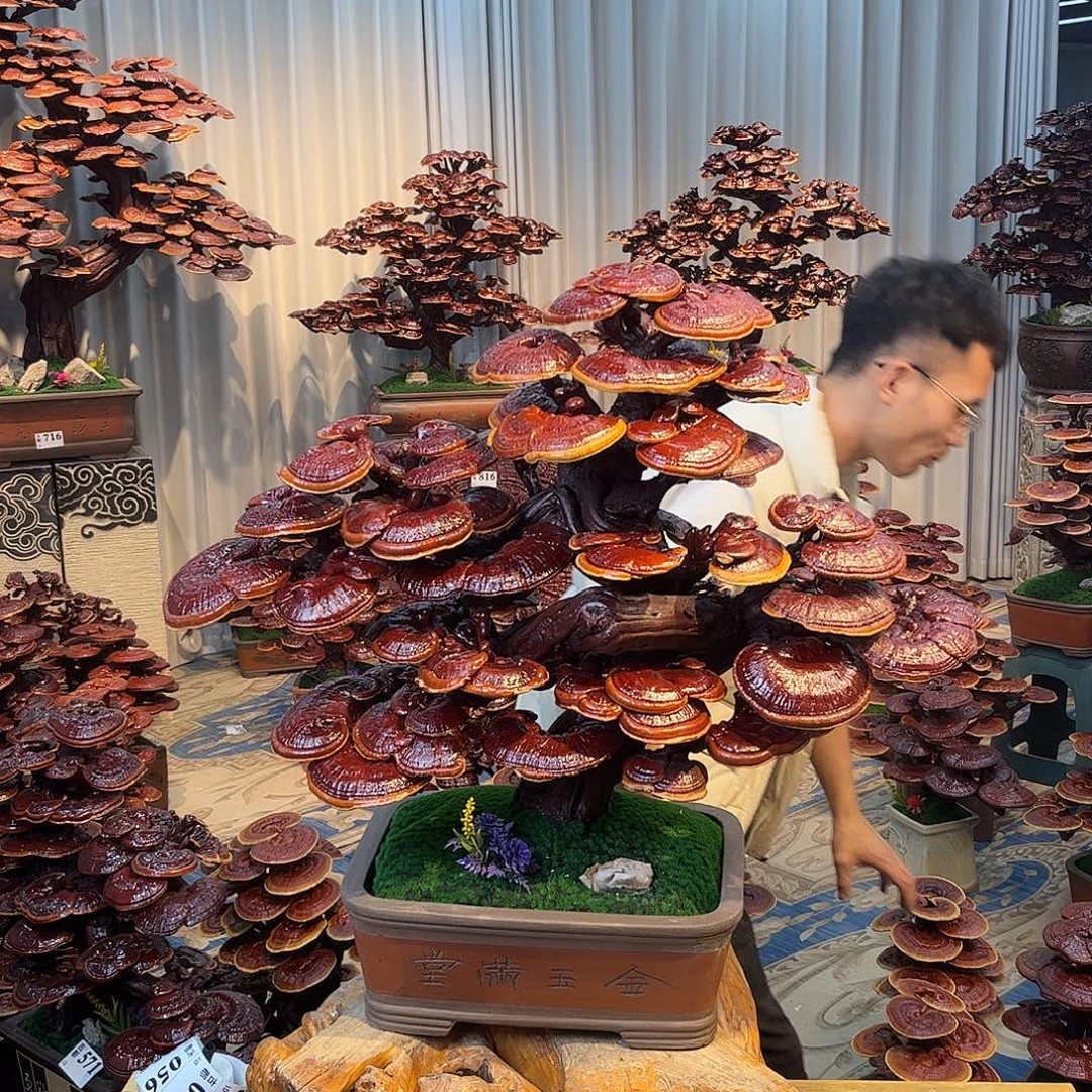 无花朵888888888888