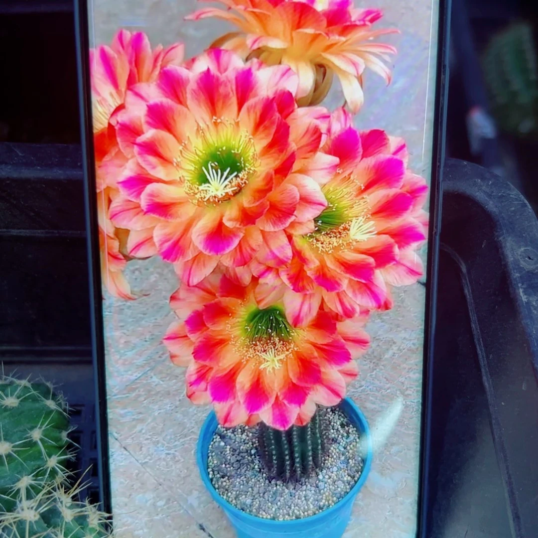 下27毛火焰魔术歪无根侧芽4公分左右20包邮