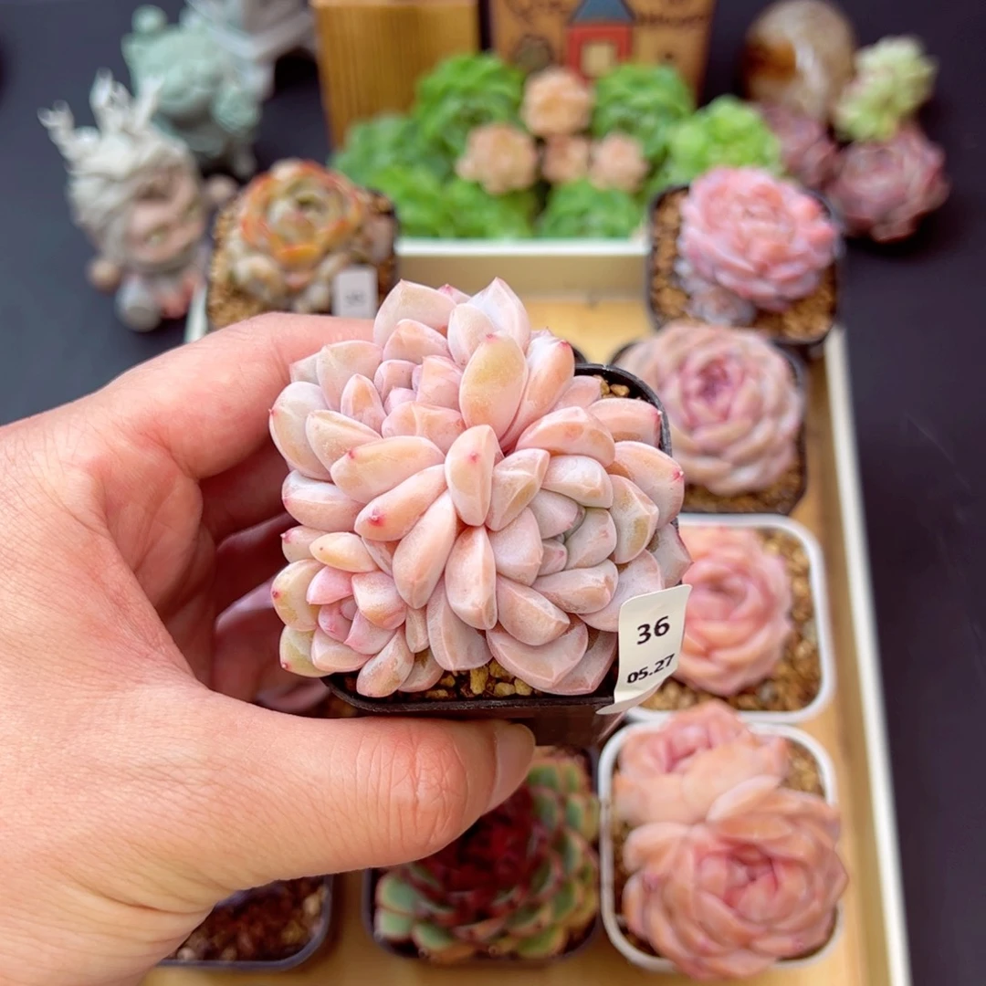 君*?粉奈36、哈哈哈哈