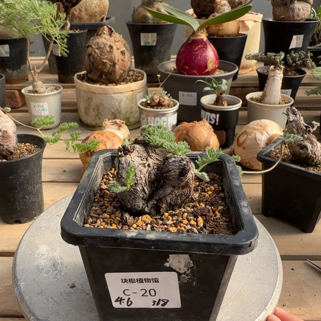 20枯木洋葵块根植物