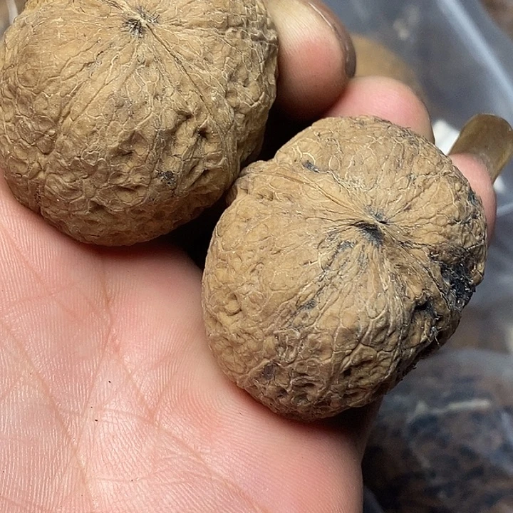 文玩核桃把件云南志成云铁53