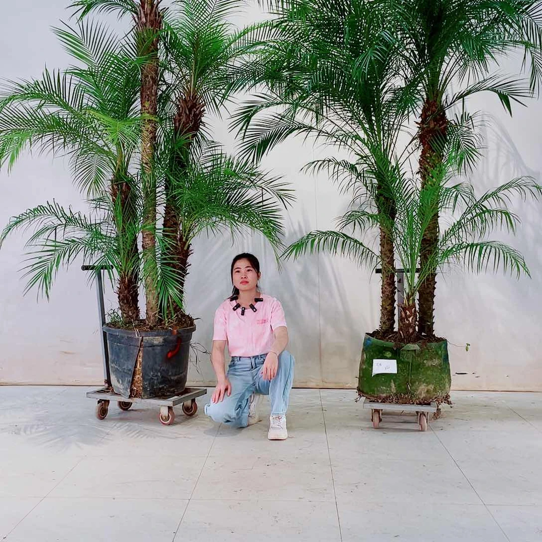 无花朵打****拜898088000