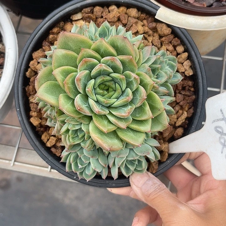 晨语多肉，一物一拍麦秆220