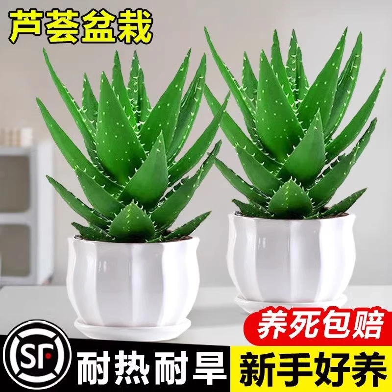 芦荟盆栽大盆室内净化空气绿植办公仙人掌多肉植物四季好养活花卉
