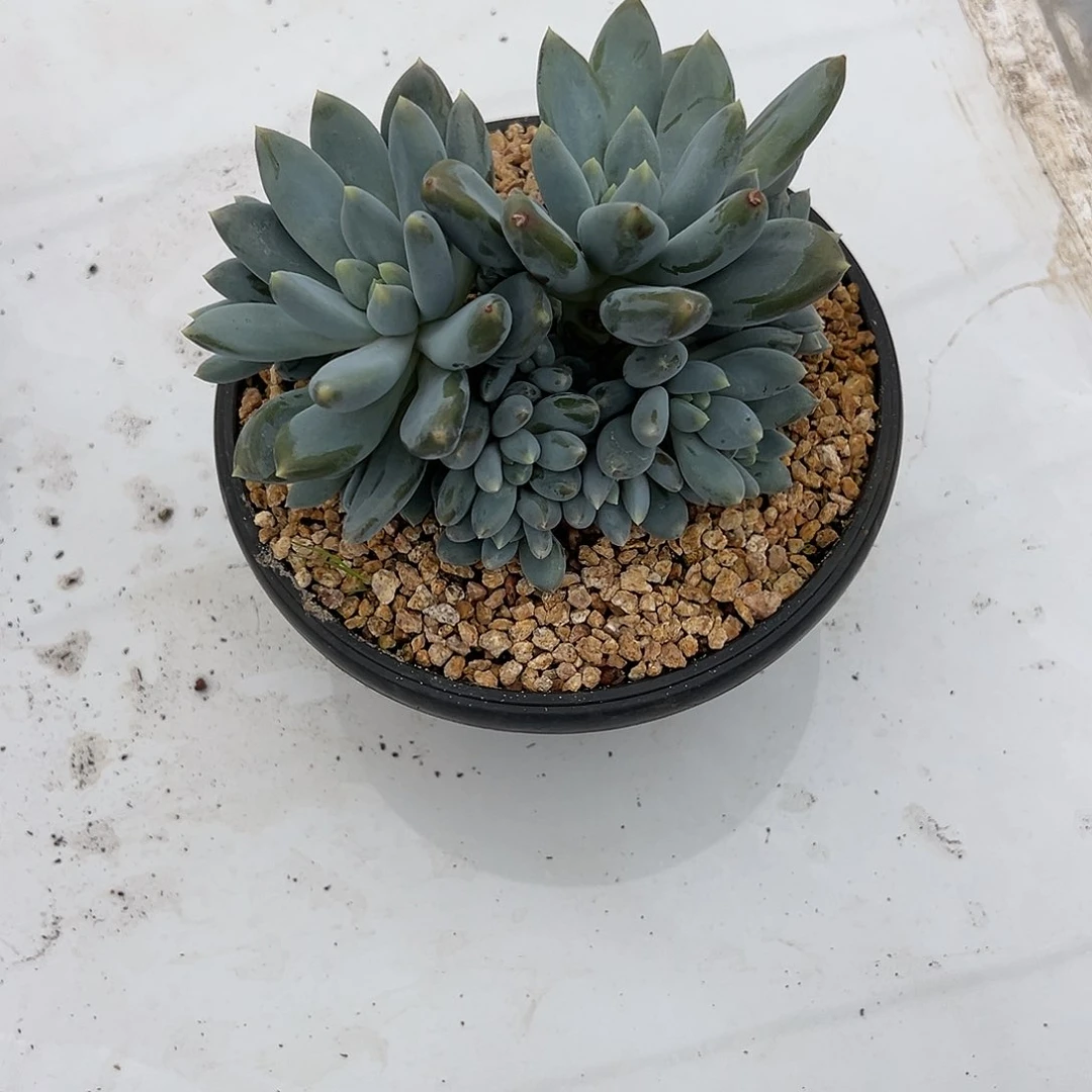 【闪购商品】原***呀哥特微霞有健康问题全退