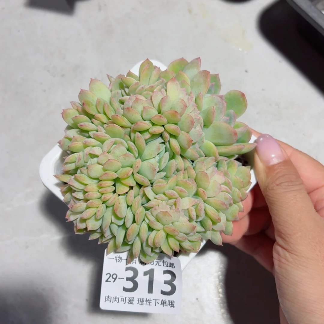 莎莎女王缀无盆土发货无盆土发货无