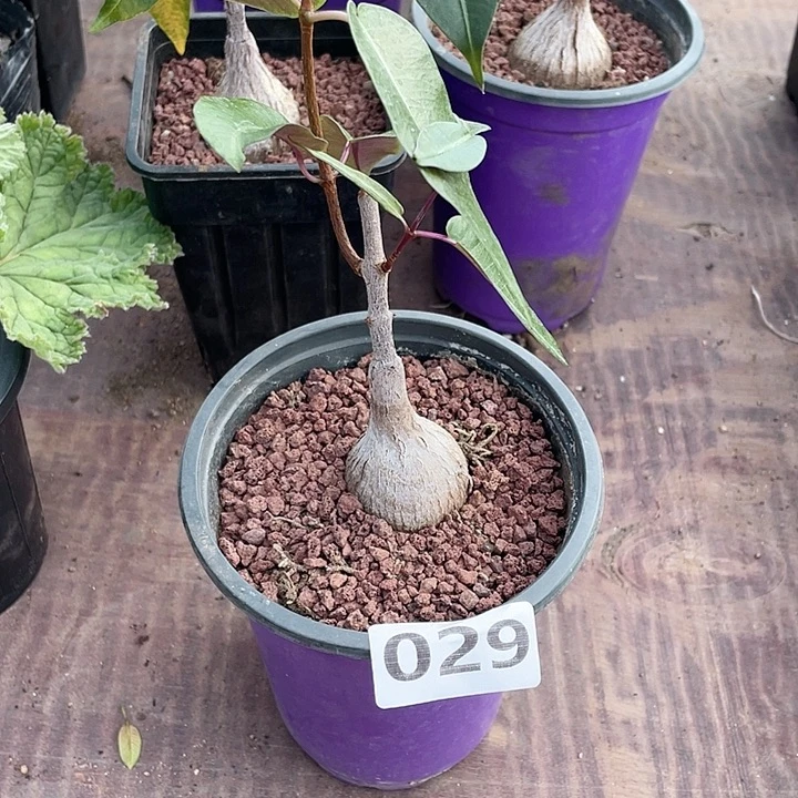 029紫背箩魔块根，