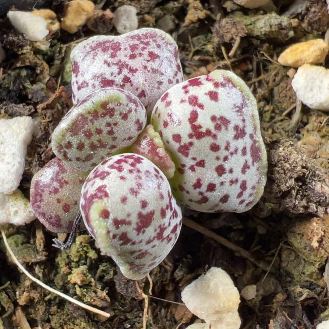达摩海豹多肉植物水泡