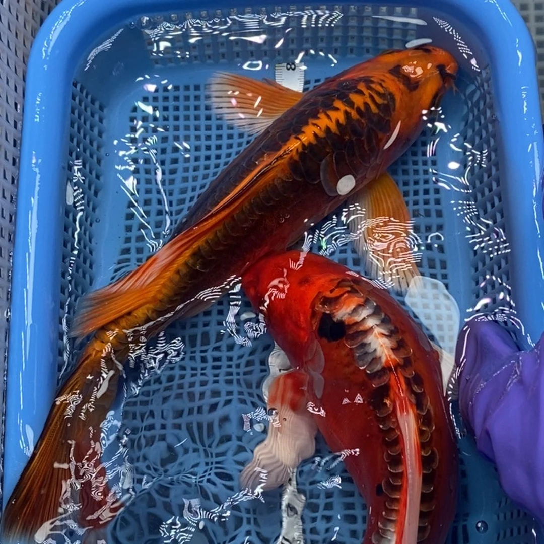 锦鲤冷水锦鲤包邮