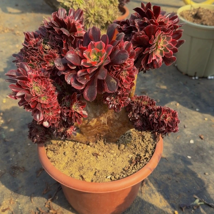 记**失美杜莎18法师法师法师