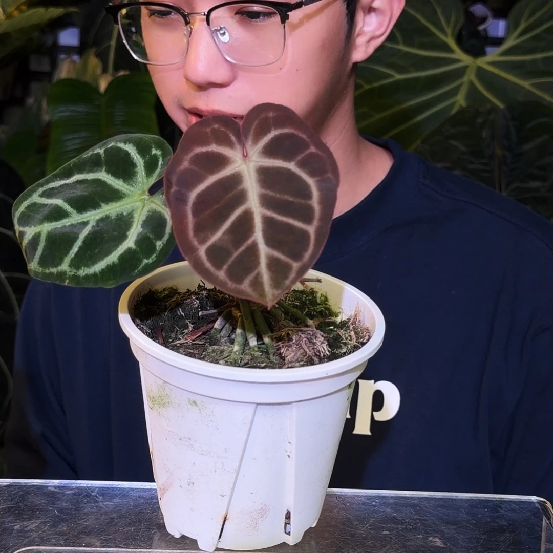 完全开放V92树莓杂铜锣烧