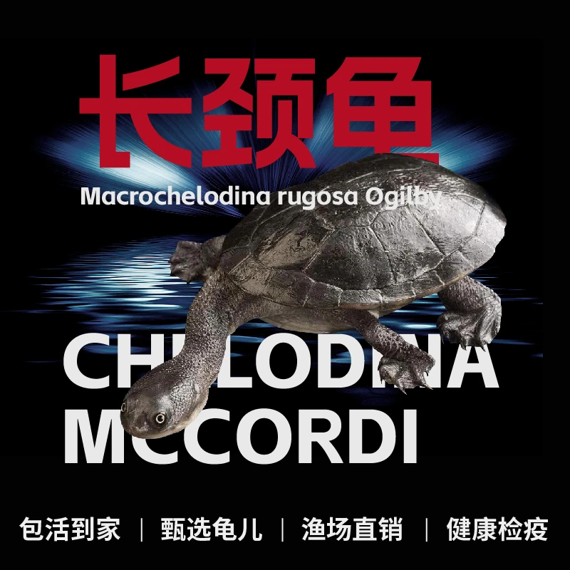 长颈龟观赏深水混养鱼缸乌龟宠物大型蛇颈侧颈网红招财吃鱼粪