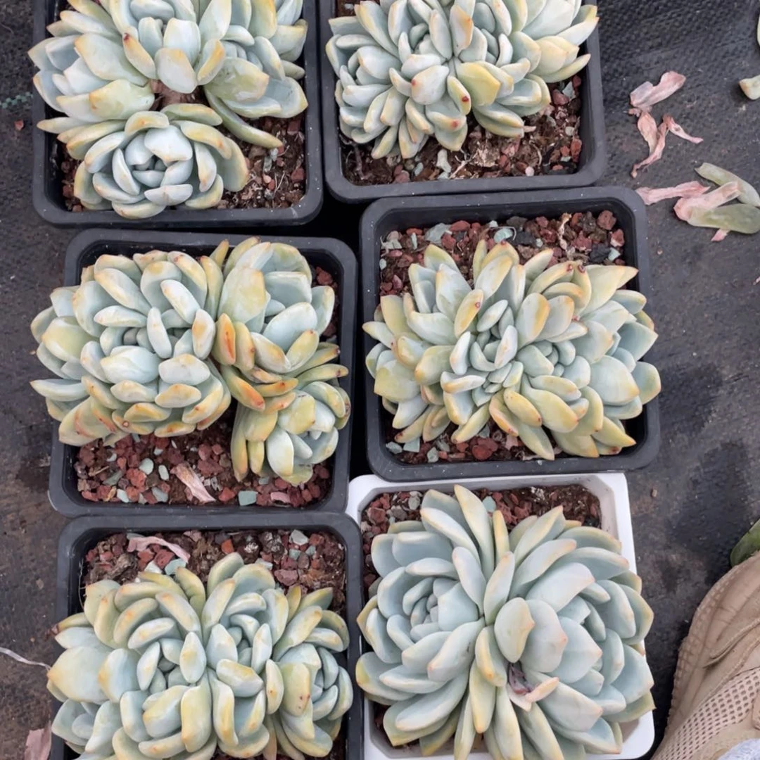 *****石榴子星影缀化朵朵缀58