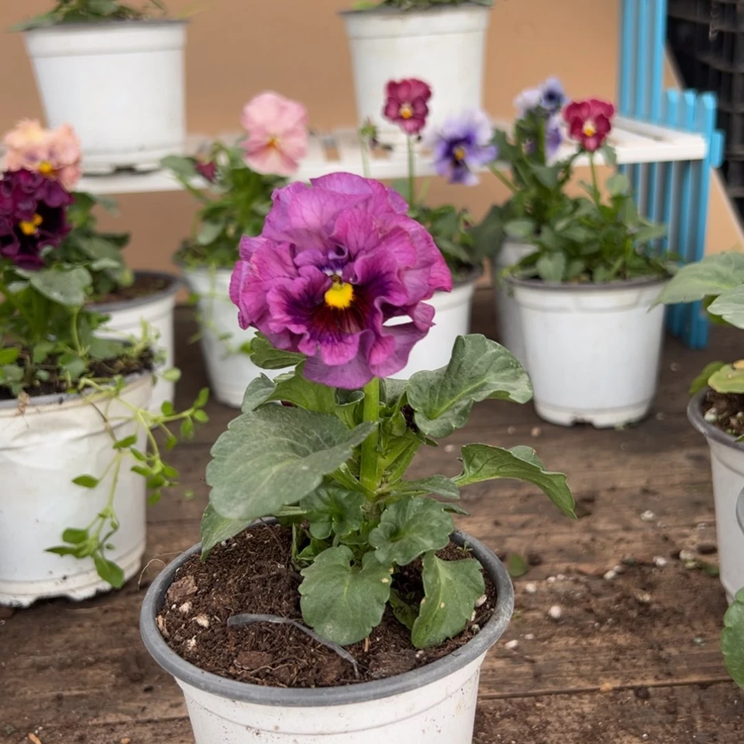 【闪购商品】完全开放282号