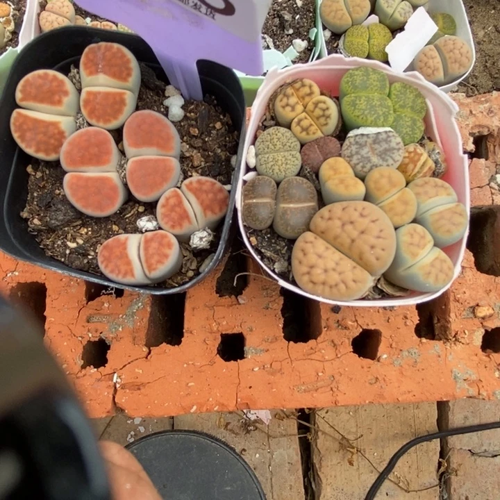 卖***圆生石花等植物的473