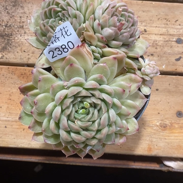 咖***辣精品多肉植物2380