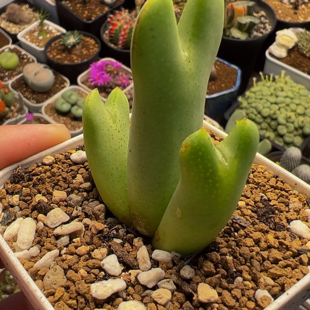 215多肉植物种类和