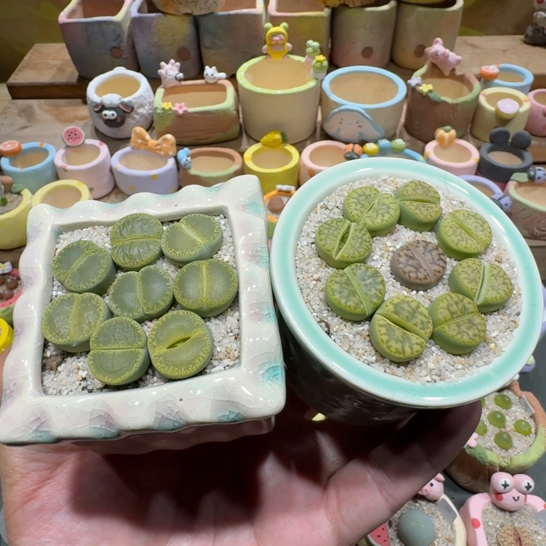 蘑菇1158绿宝石黄鸣玄多肉植物