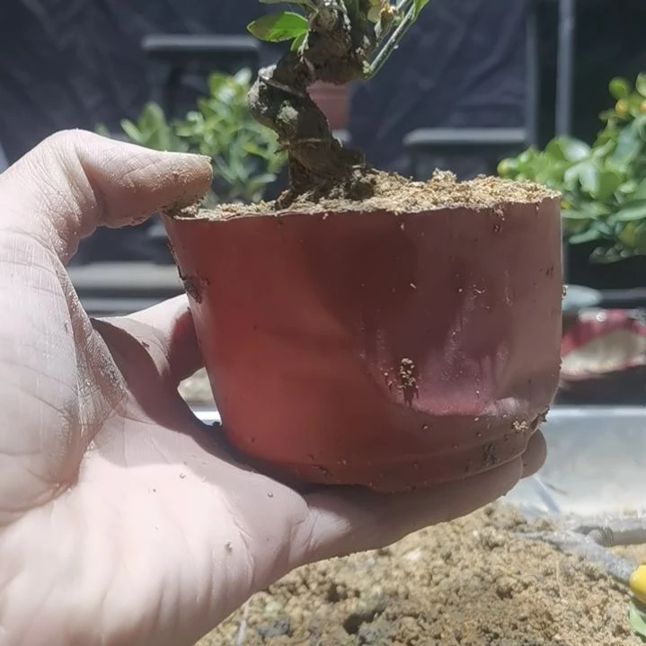 完全开放金豆小橘子绿植