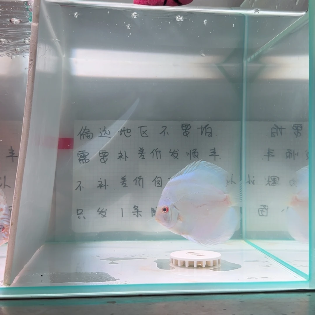 七彩神仙鱼肉身7-8偏远地区不拍