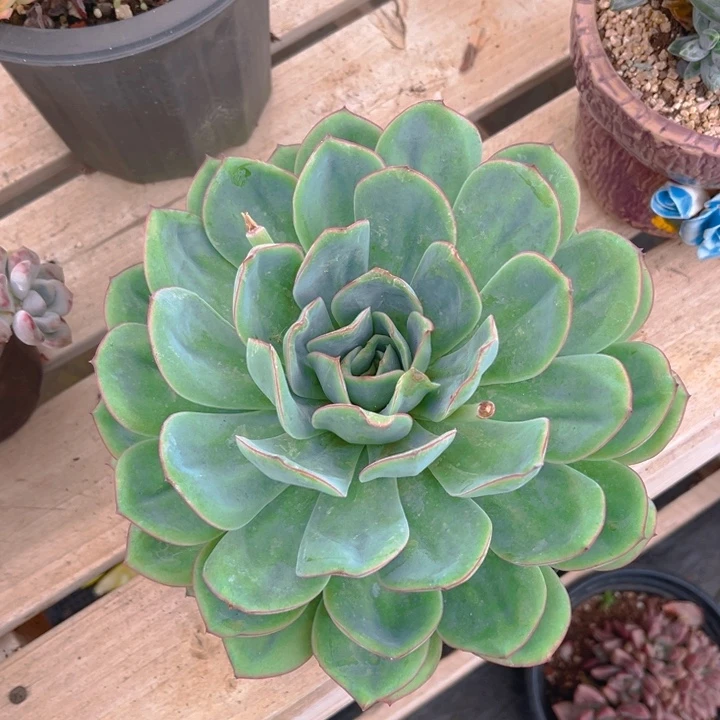 晨露多肉植物0158