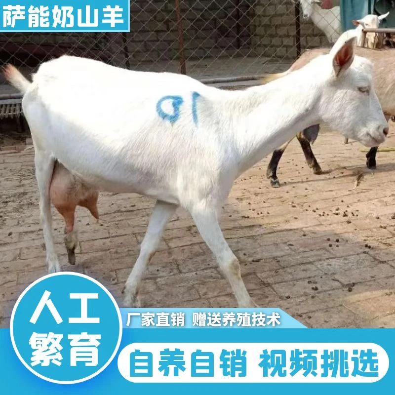 萨能奶山羊天然养殖下奶羊食槽