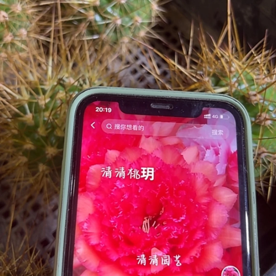 【闪购商品】清清桃玥侧牙