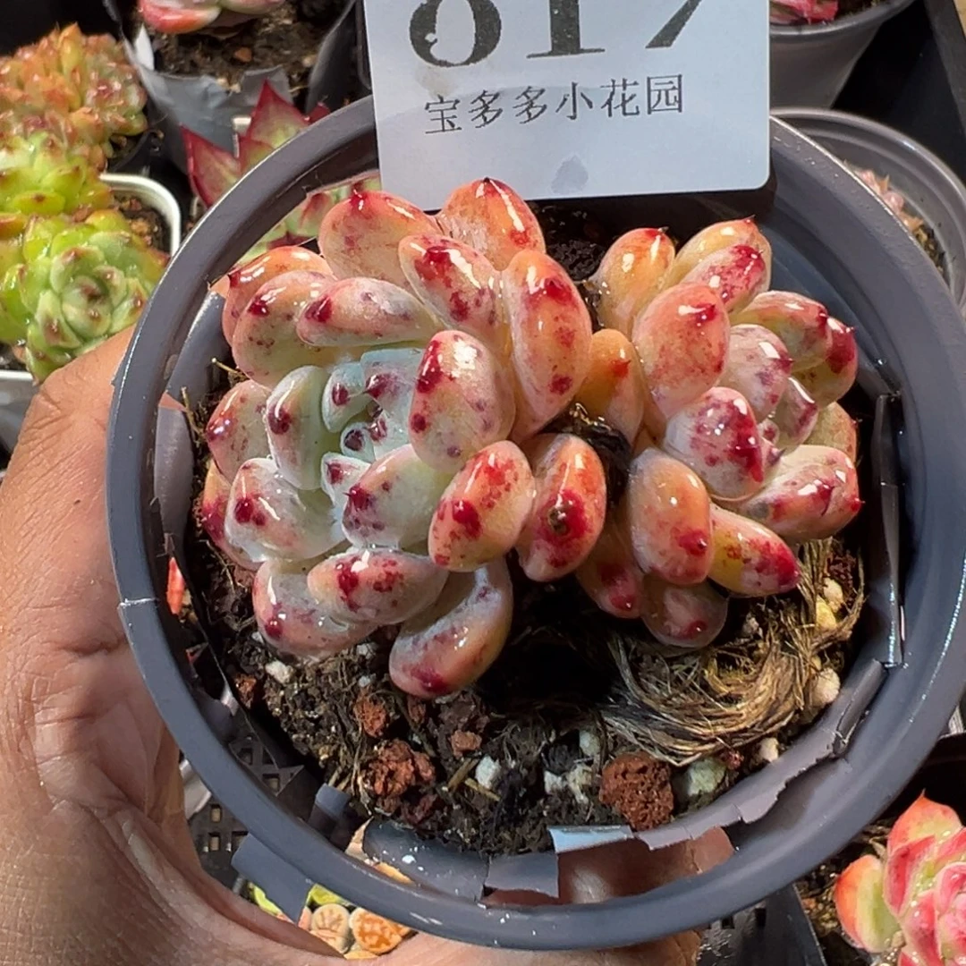 雪爪一物一拍满18包邮满26送一颗多肉