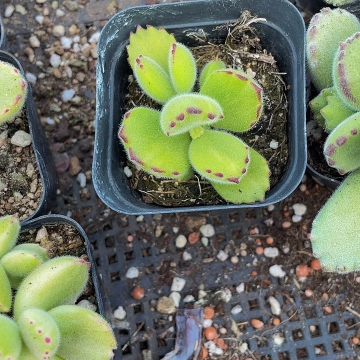 黄熊3.8带盆土发